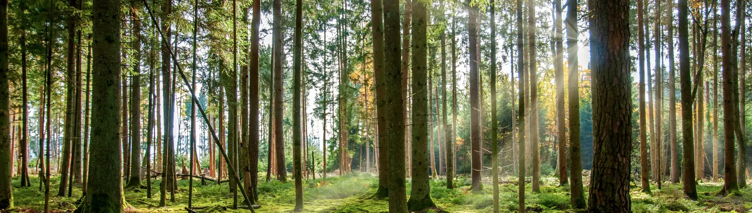 Deutscher Wald im Schwarzwald, mit sonnigem Lichtstrahl.