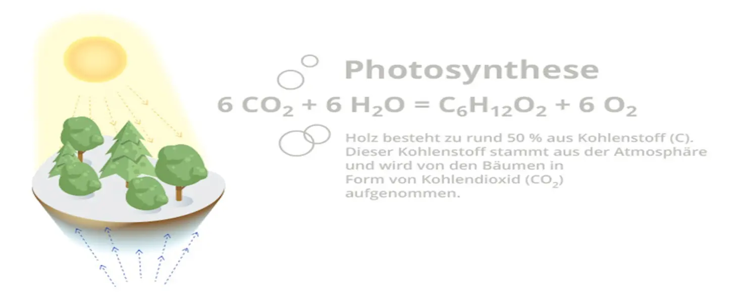 Grafik zum Photosynthese-Prozess von Bäumen im Klimawald