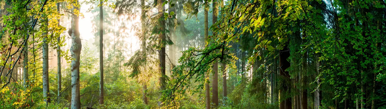 Eine idyllische Waldlandschaft, in welche die Sonne reinscheint