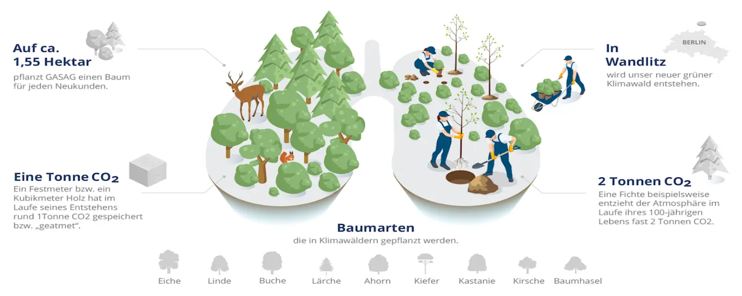 Grafik einer Lunge und warum Bäume CO2 reduzieren und welche Bäume im Klimawald gepflanzt werden