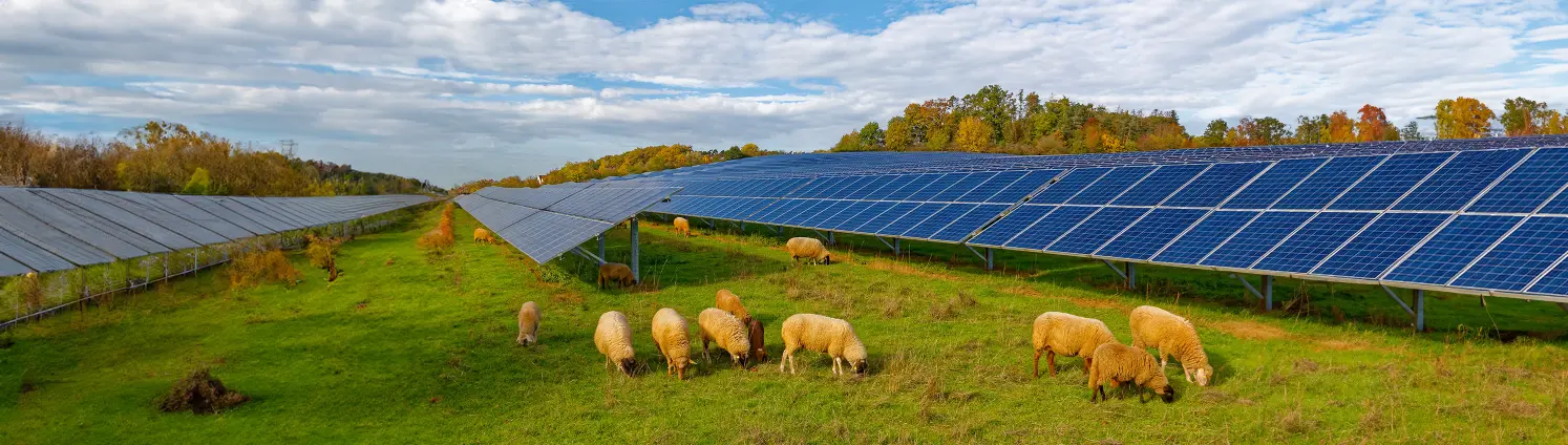 Eine Weide mit Solaranlage und Schafen