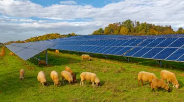 Eine Weide mit Solaranlage und Schafen 