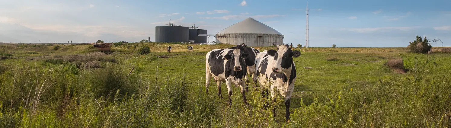 Kühe weiden auf einem Feld vor einer Biogasanlage.