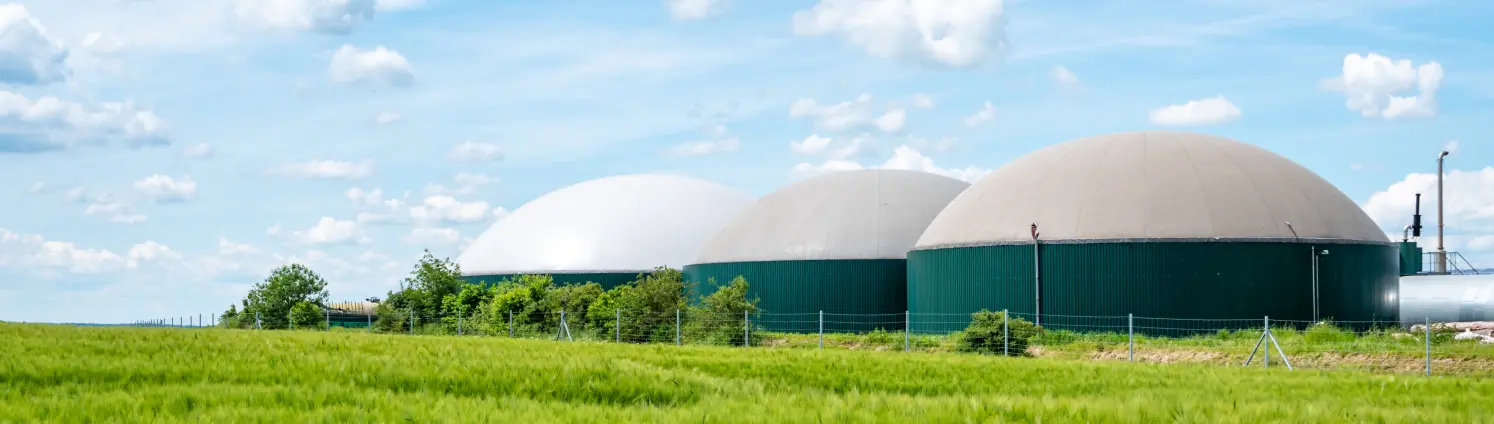 Biogasproduktion: Ein Maisfeld mit Biogasanlage im Hintergrund.