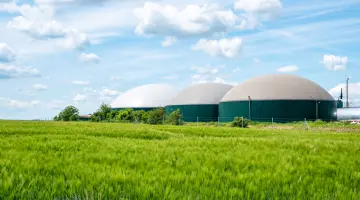 Biogasproduktion: Ein Maisfeld mit Biogasanlage im Hintergrund.