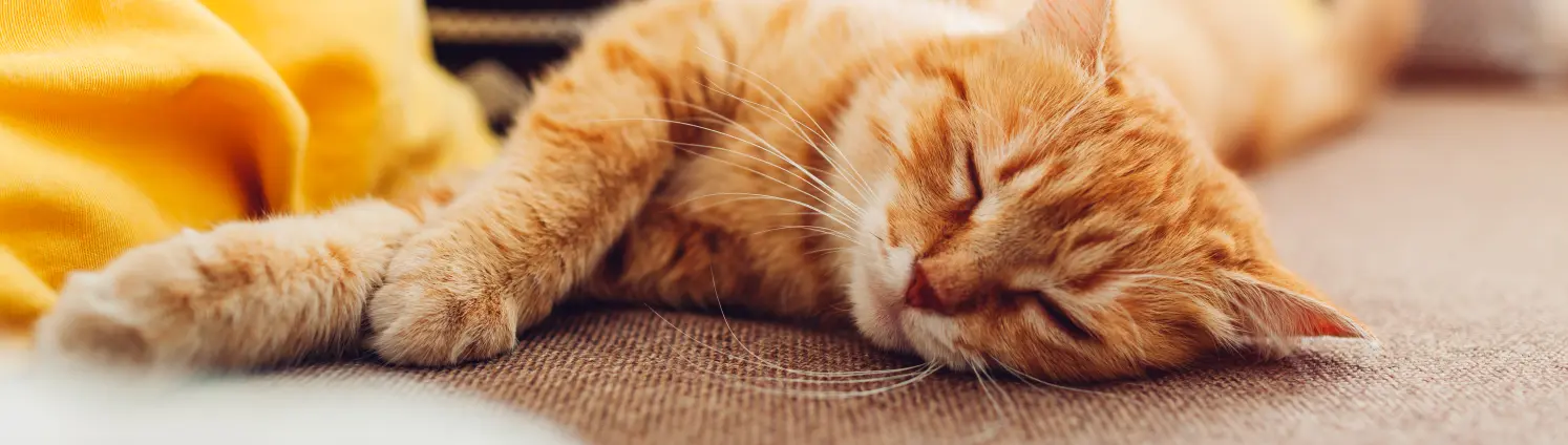 Eine Katze liegt schlafend auf dem Sofa neben einer gelben Decke