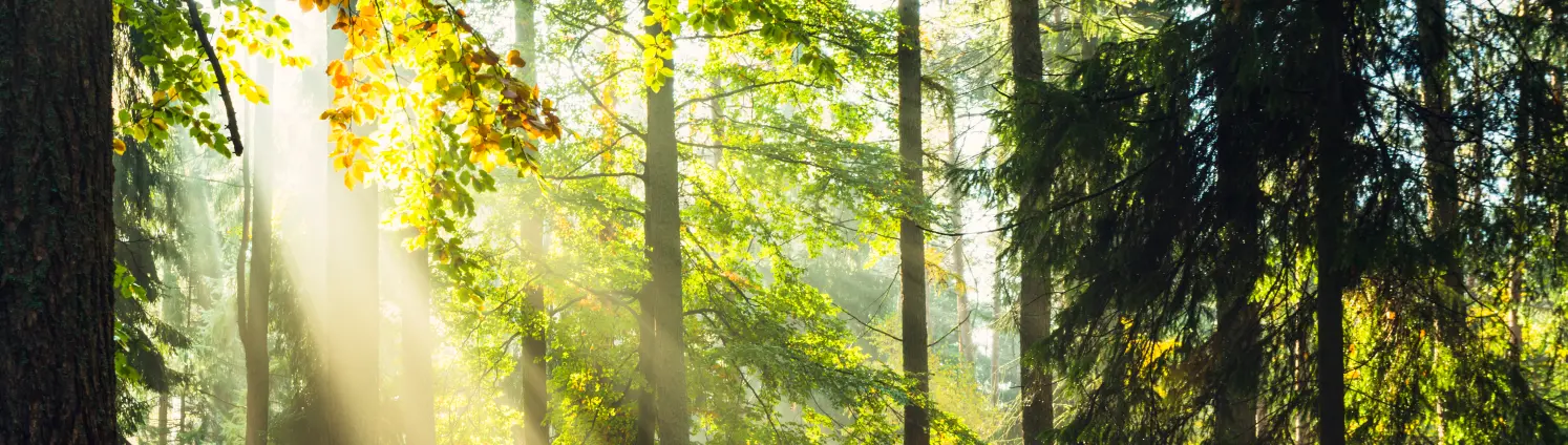 Sonnenschein im Herbstwald