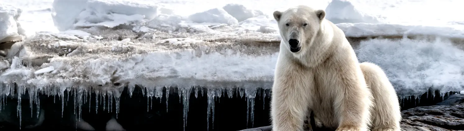 Ein Eisbär sitzt am offenem Polarmeer auf einem Fels.